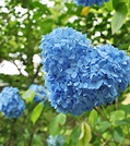 あじさい苑に咲く青い花びらのハート形アジサイ