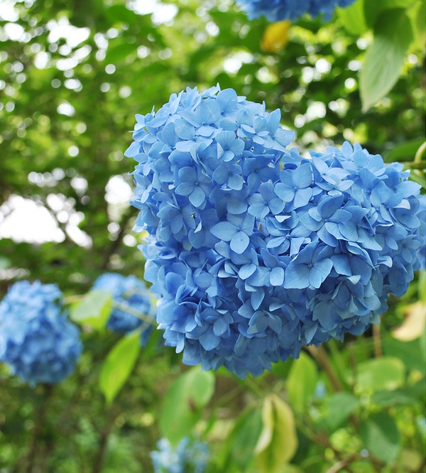 あじさい苑に咲く青い花びらのハート形アジサイ